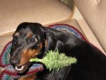 weed_dogs_02.jpg