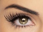 brow-eyelashes.jpg