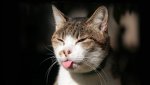 www.GetBg.net_Animals___Cats_Sly_cat_shows_tongue_099282_.jpg