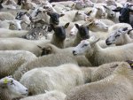 a-wolf-among-sheep.jpg