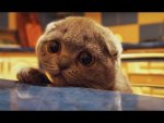 Smart-cats-Funny-cat-animal-Compilation-2017.jpg