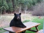 Bearatthetable.jpg