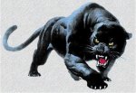 Panther.jpg