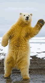 Y5Zz.gif