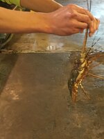 IMG_0340.JPG IMG_0340.JPG