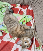 Скриншот 23.11.25_20.57.58.png