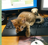 Скриншот 10.12.25_01.22.01.png