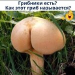 Как гриб называется.jpg