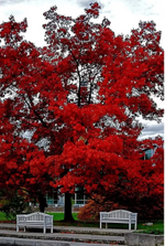 Дуб красный.png