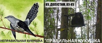 Кукушка из России.jpg